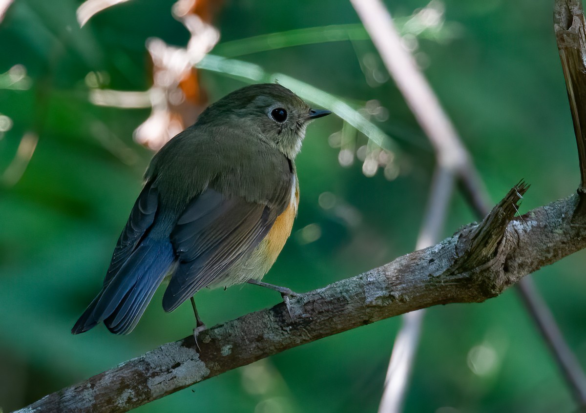 Red-flanked/Himalayan Bluetail - ML440085431