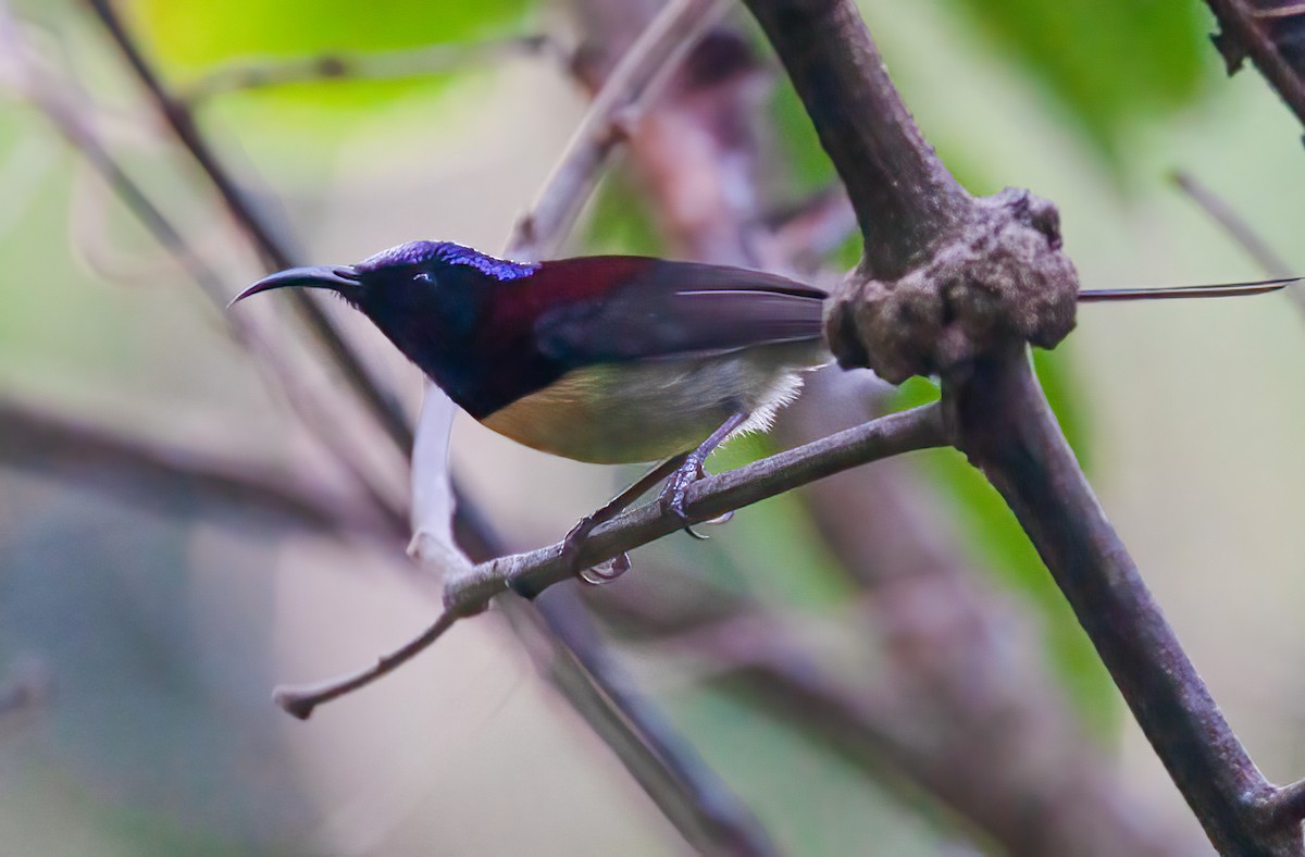 Black-throated Sunbird - Chris Jones