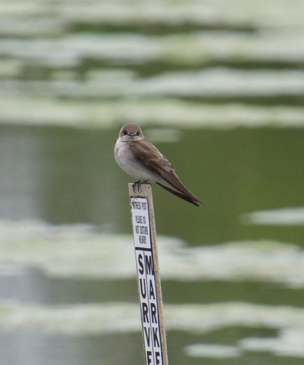 Northern Rough-winged Swallow - ML440085571