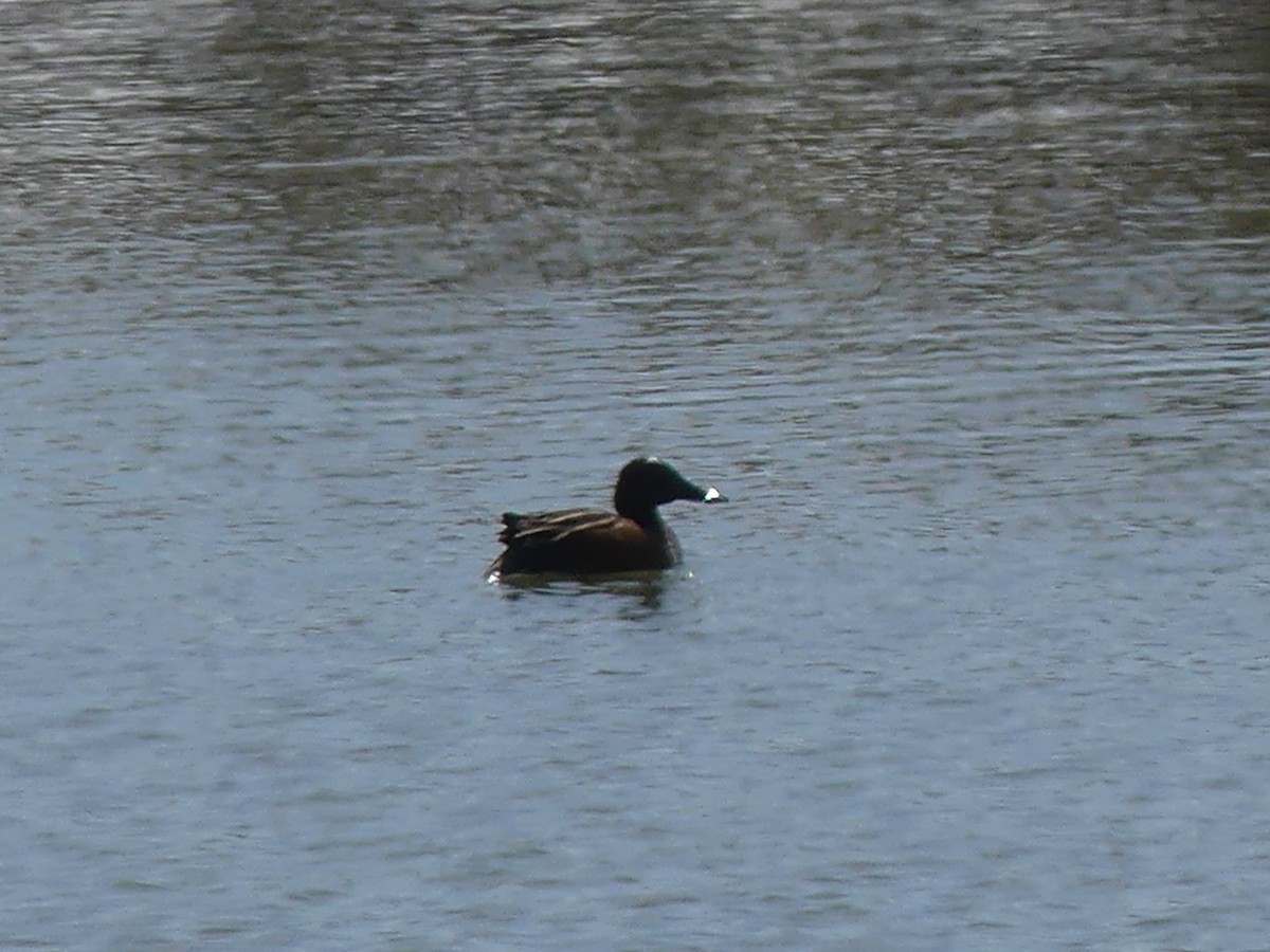 Cinnamon Teal - ML440085811