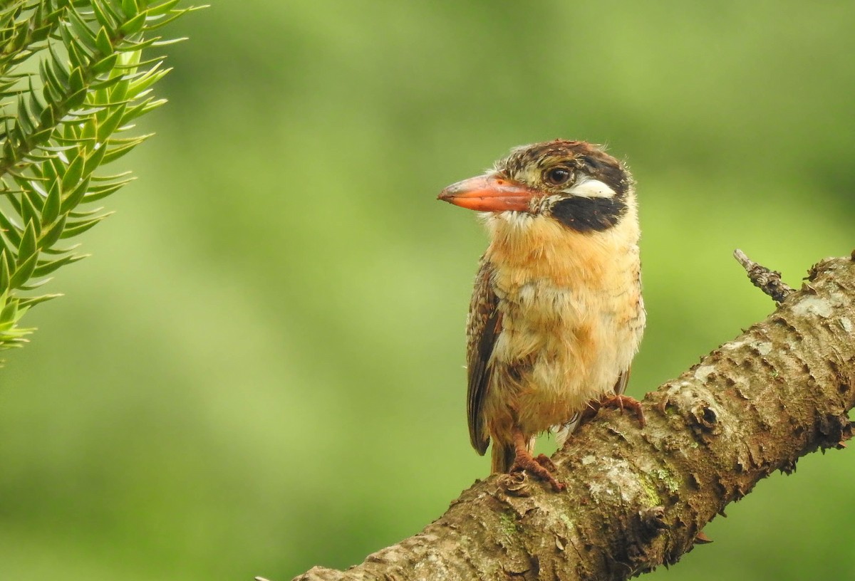 White-eared Puffbird - Aves-del-Taragüí/ SabinaDeLucca