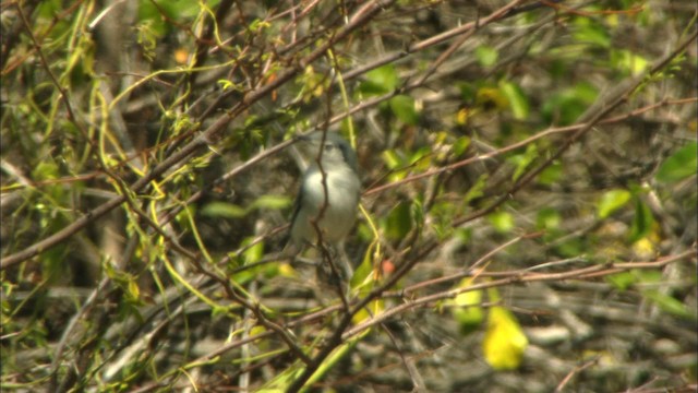 Cuban Gnatcatcher - ML440089