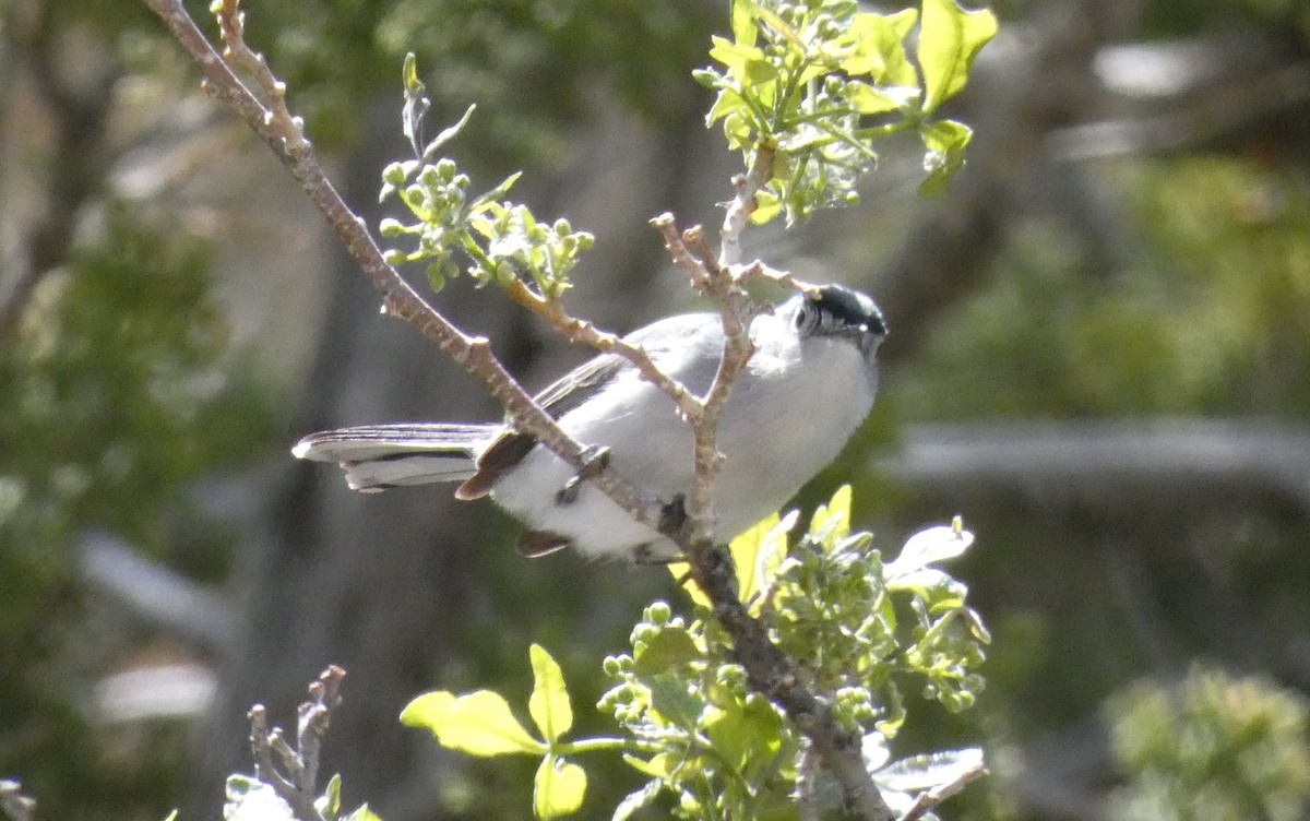 Blue-gray Gnatcatcher - ML440090301