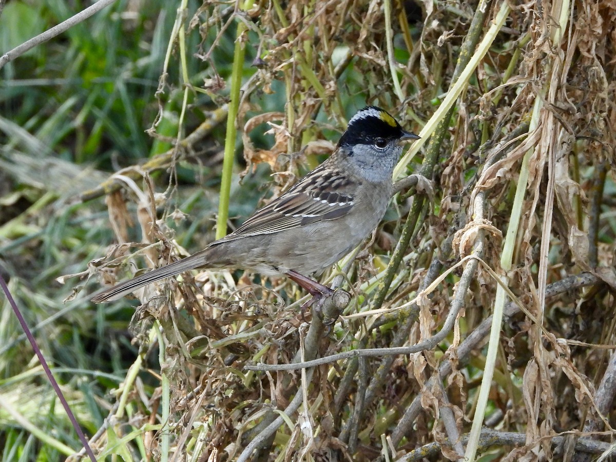 Golden-crowned Sparrow - ML440091011