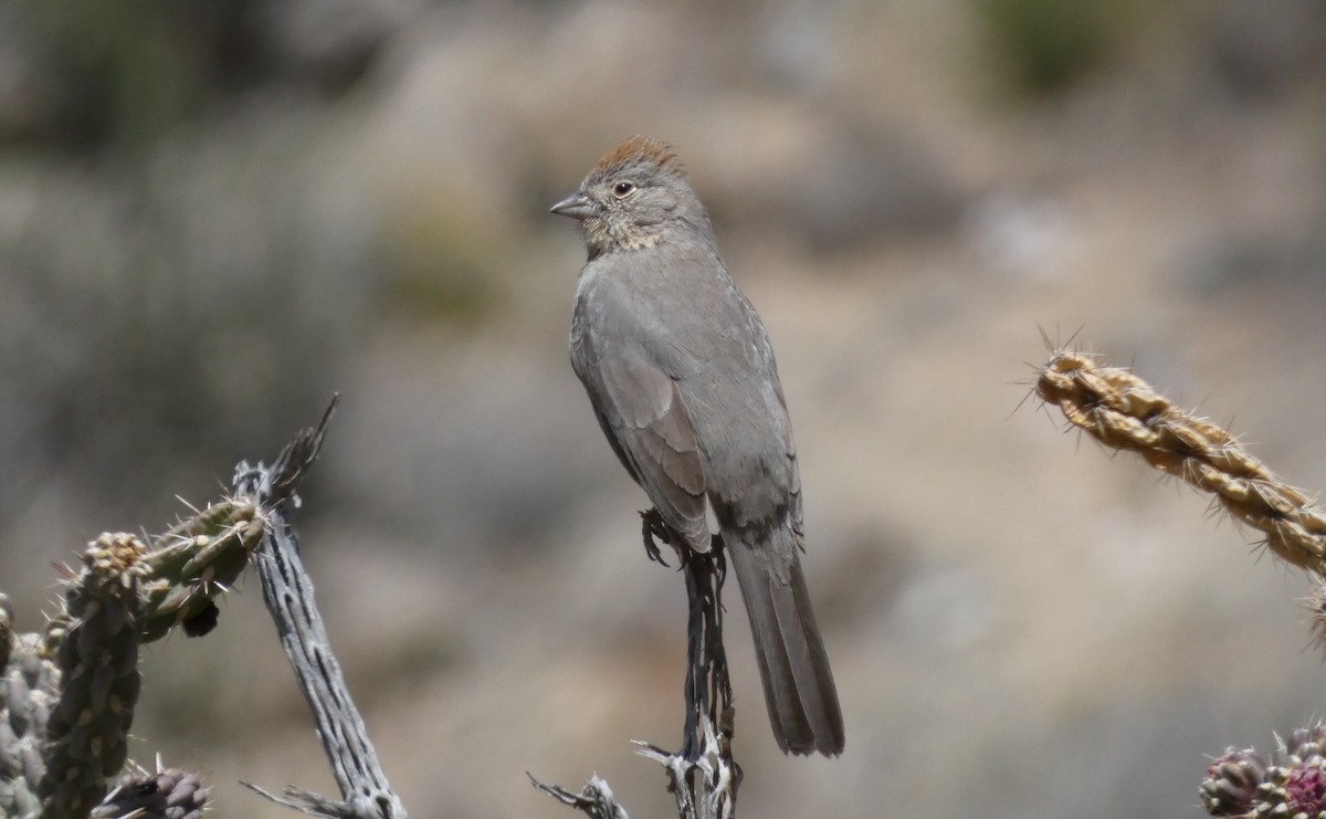 Canyon Towhee - ML440091831