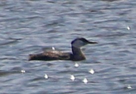 Red-necked Grebe - ML440092081