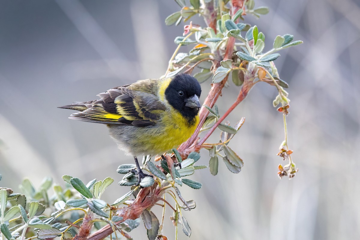 Thick-billed Siskin - ML440092731