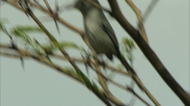 Cuban Gnatcatcher - ML440093