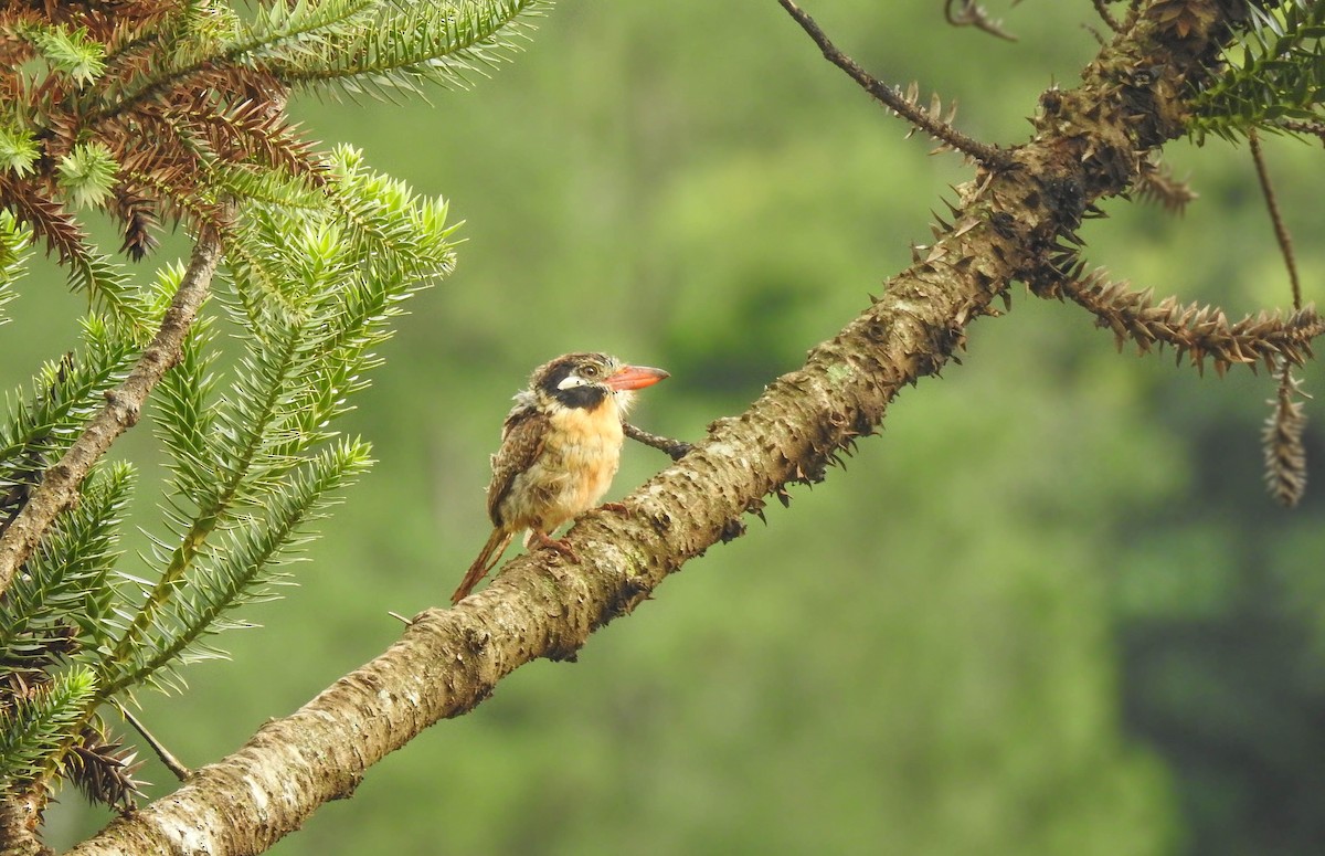 White-eared Puffbird - ML440093081