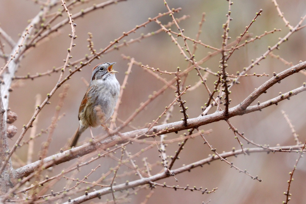 Swamp Sparrow - ML440093251