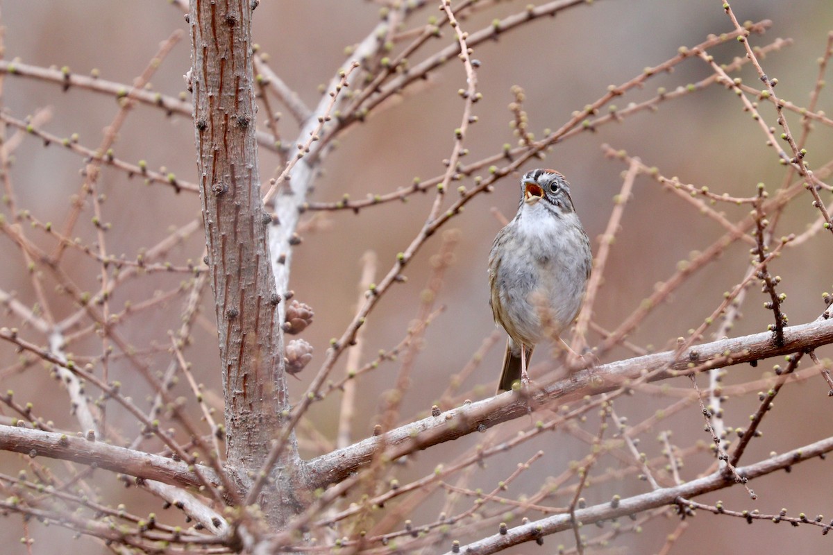 Swamp Sparrow - ML440093291