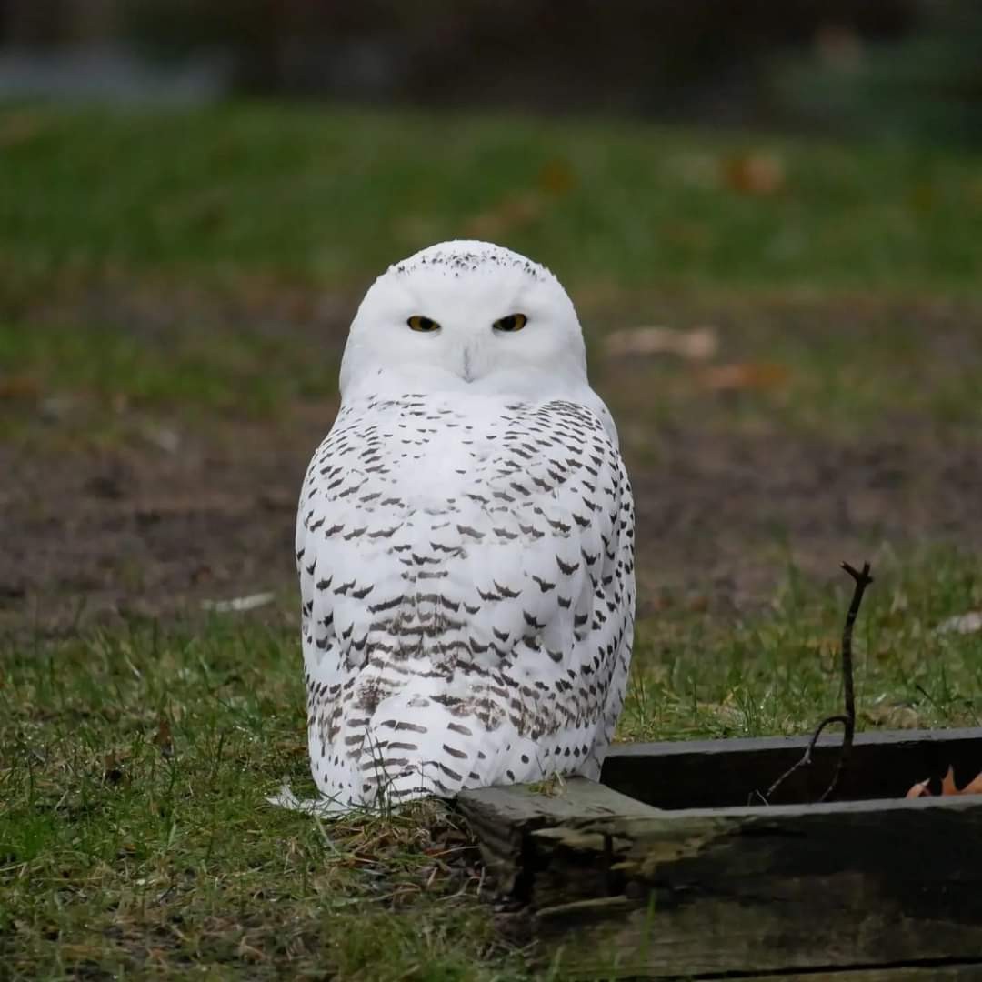 Snowy Owl - ML440094981