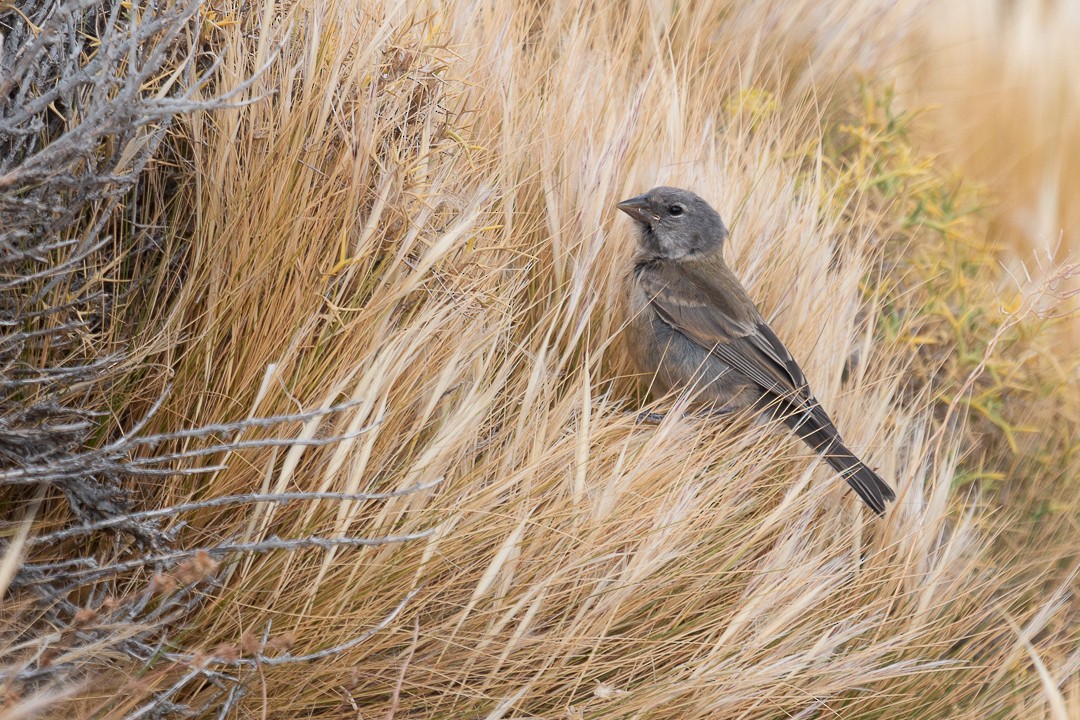 Gray-hooded Sierra Finch - ML440095381