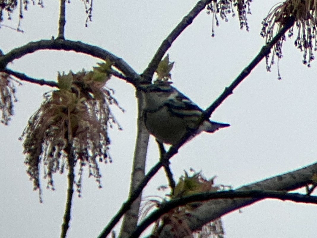 Cerulean Warbler - ML440097111
