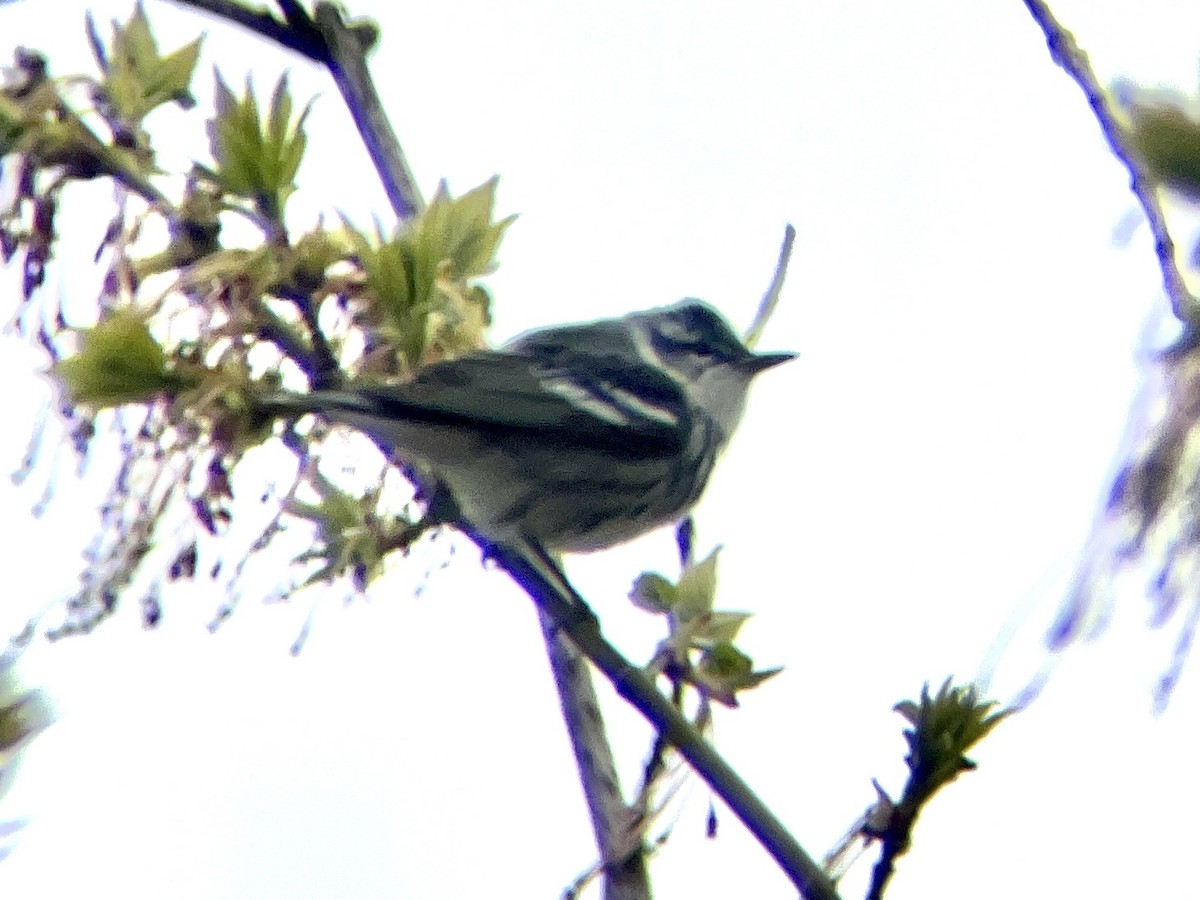 Cerulean Warbler - ML440097151