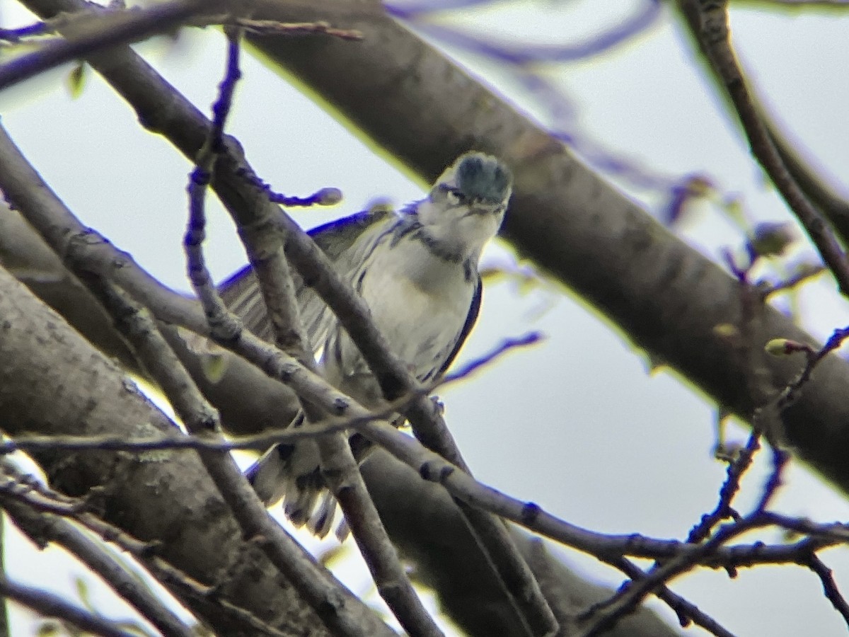 Cerulean Warbler - ML440097161