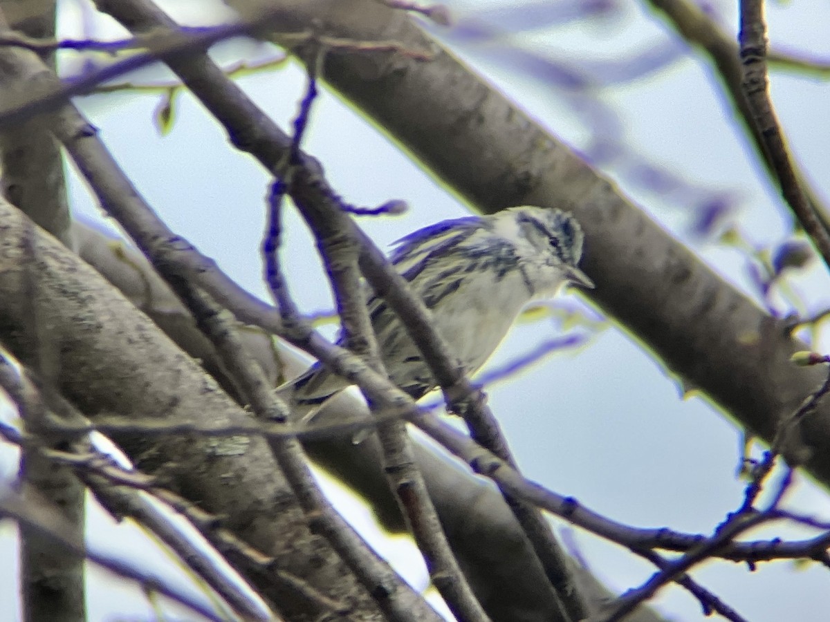 Cerulean Warbler - ML440097171