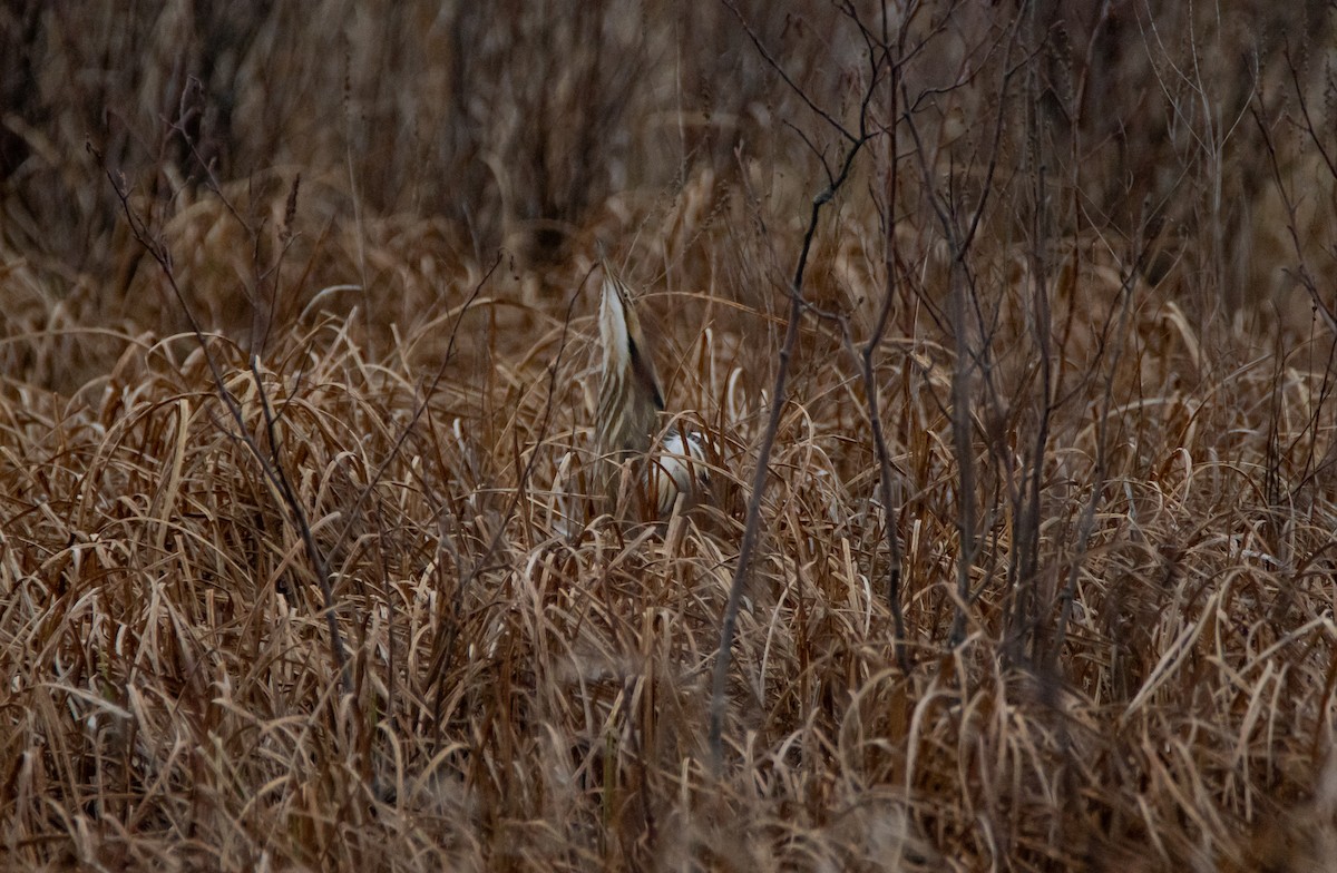 American Bittern - ML440097211