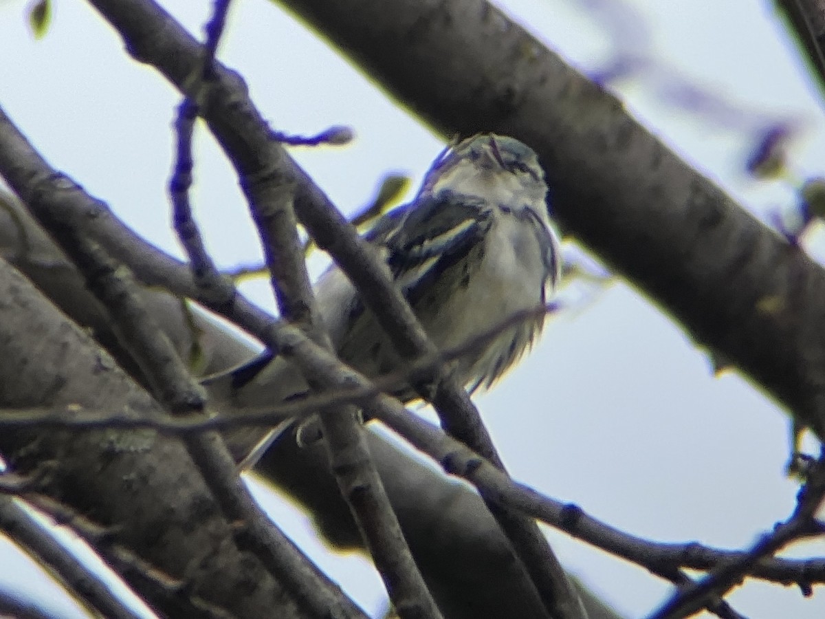 Cerulean Warbler - ML440097221
