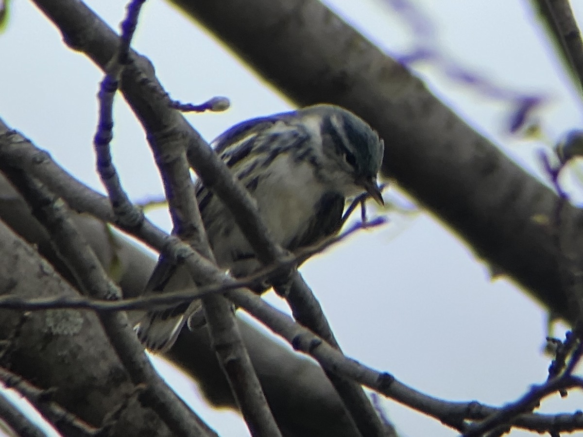 Cerulean Warbler - ML440097251