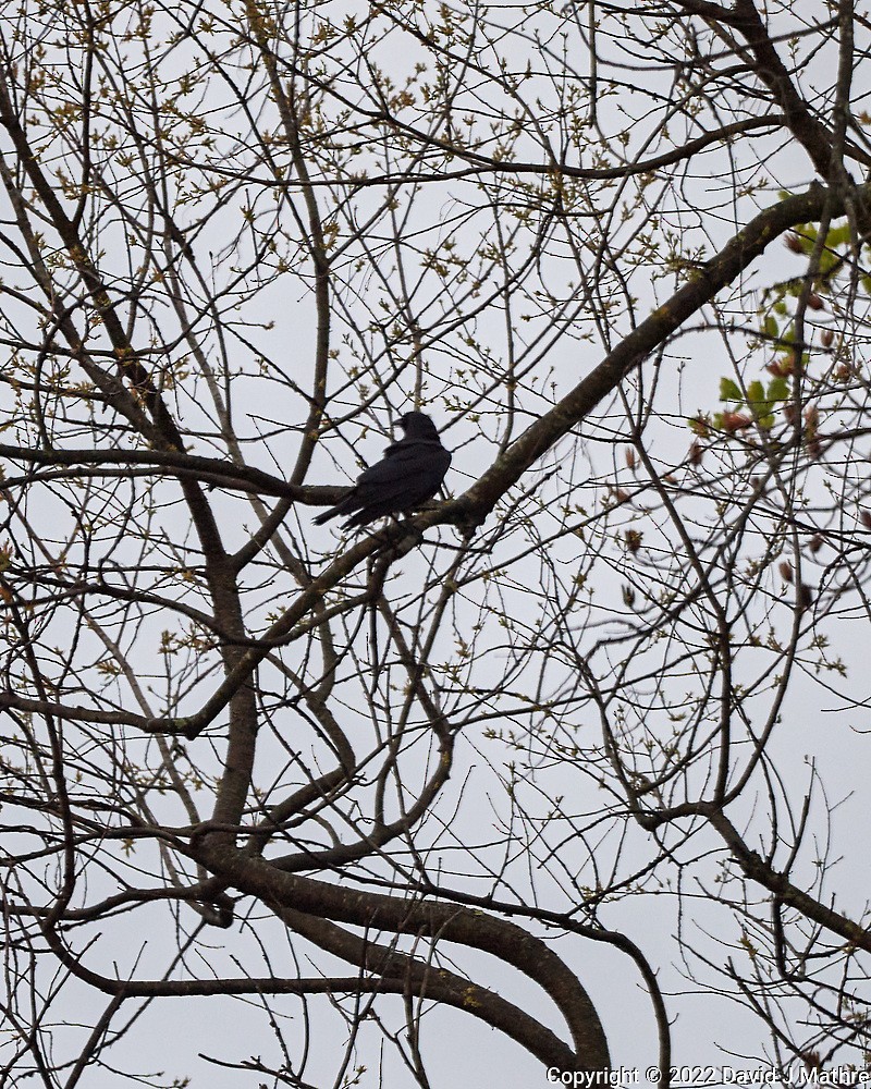 American Crow - ML440097631