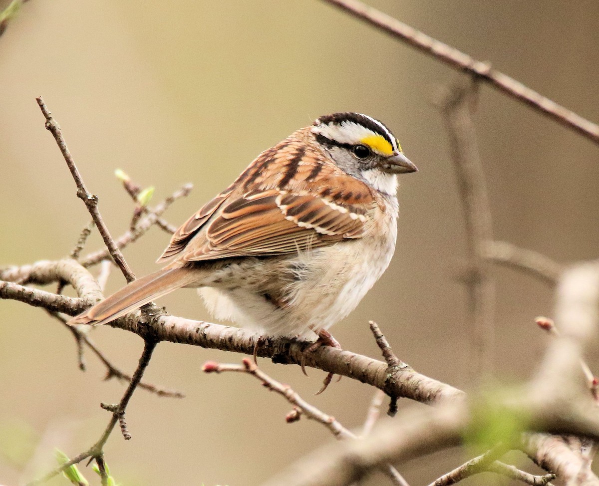 White-throated Sparrow - Randall Everts