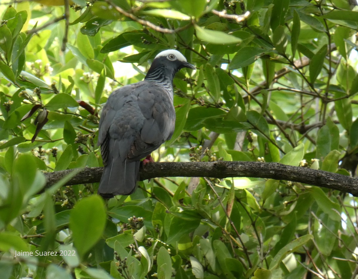 Pigeon à couronne blanche - ML440098621