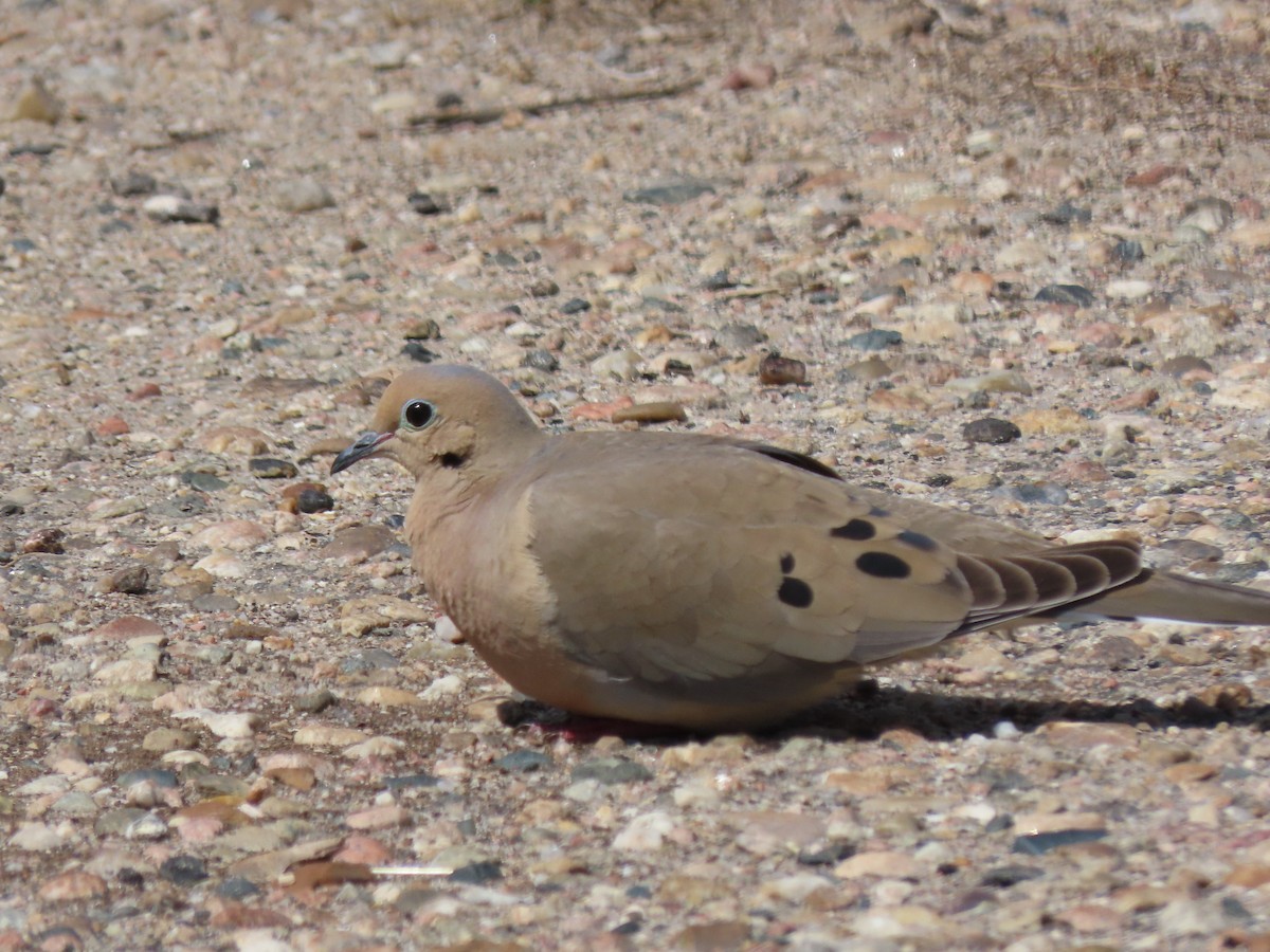 Mourning Dove - ML440099221