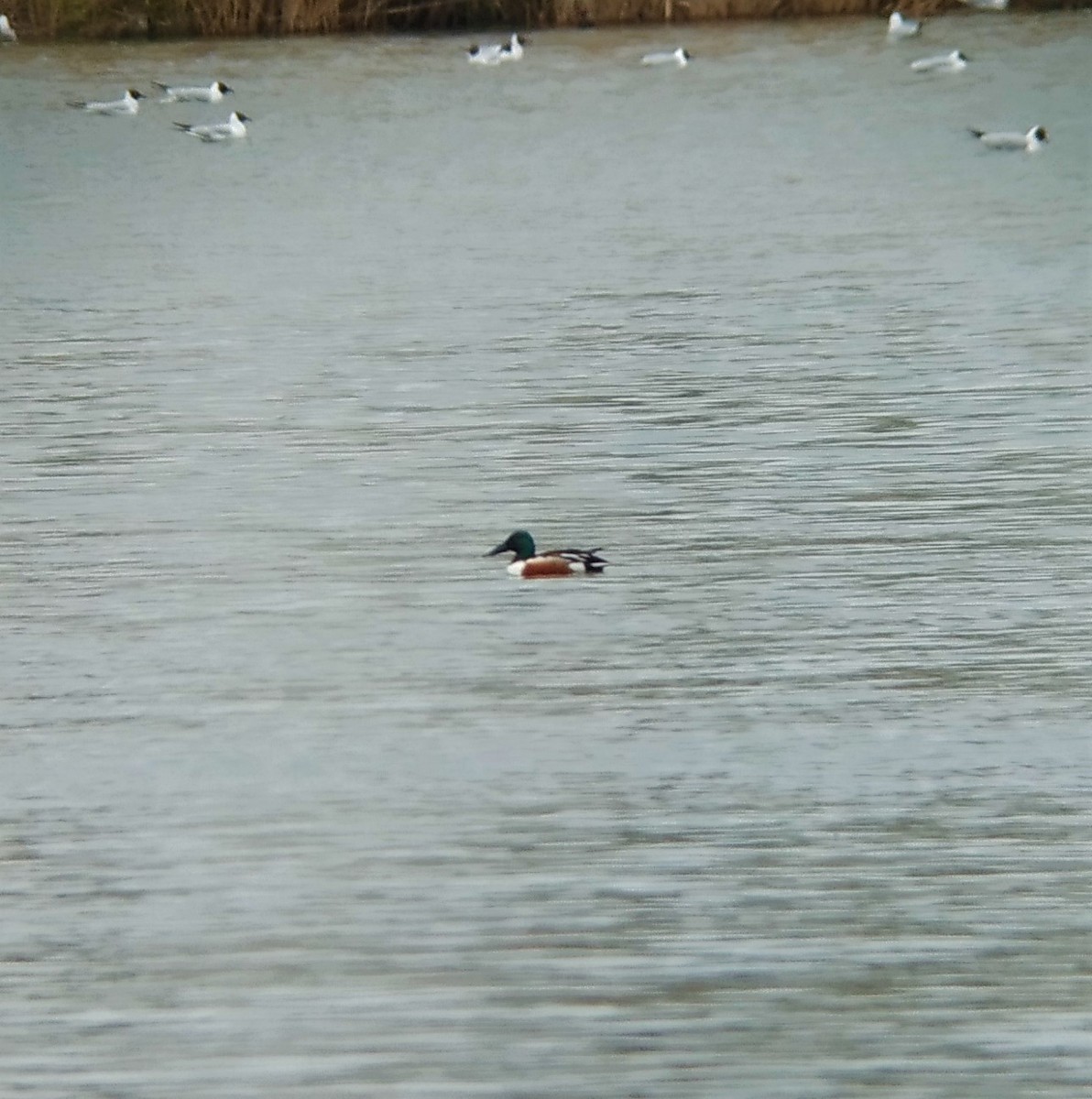 Northern Shoveler - ML440100131