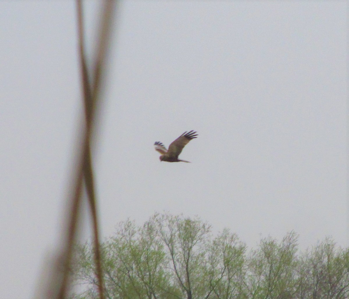 Western Marsh Harrier - ML440100311