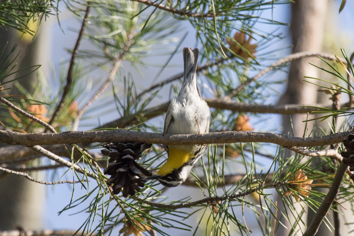 Yellow-throated Warbler - ML440100701