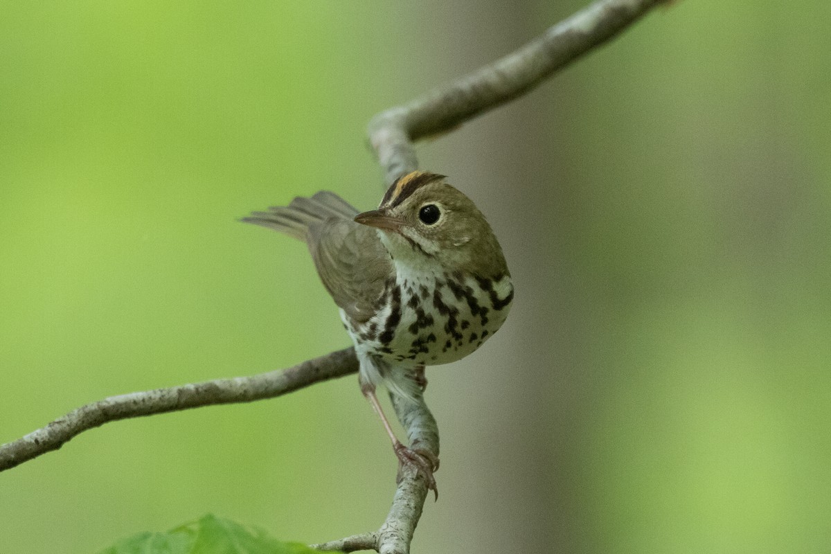 Ovenbird - ML440102161