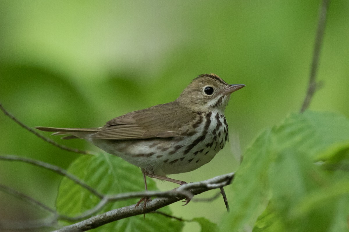 Ovenbird - ML440102201