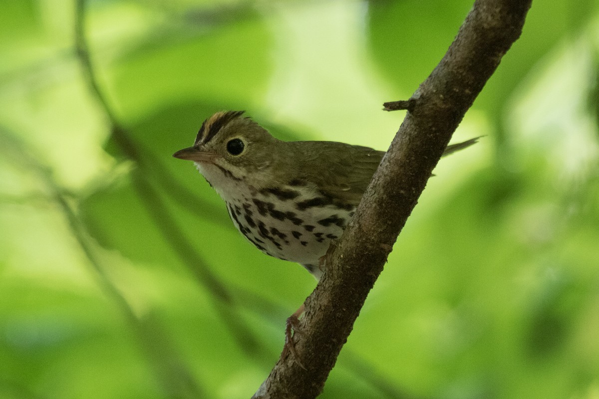 Ovenbird - ML440102211