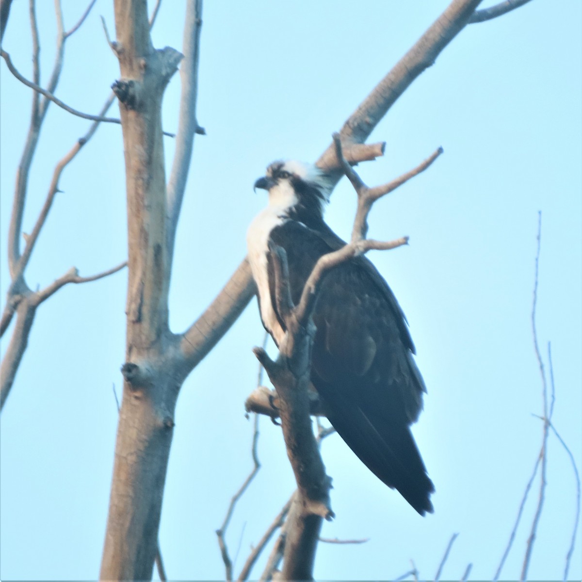 Osprey (carolinensis) - ML440104011