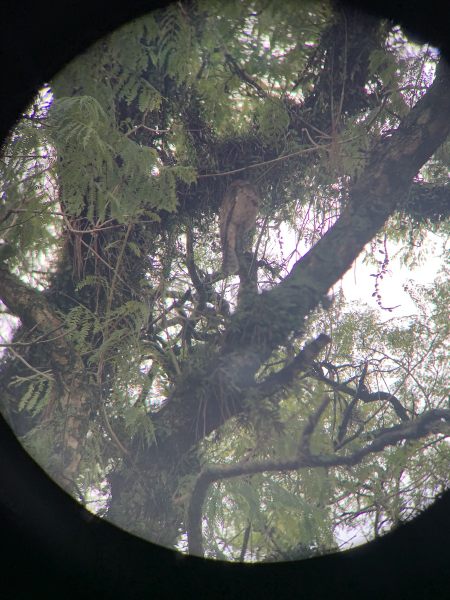 Common Potoo - ML440105931