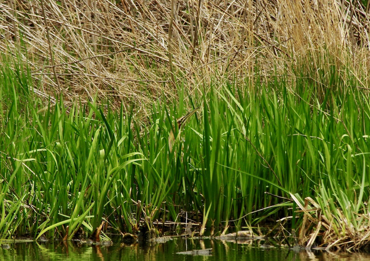 American Bittern - ML440107431