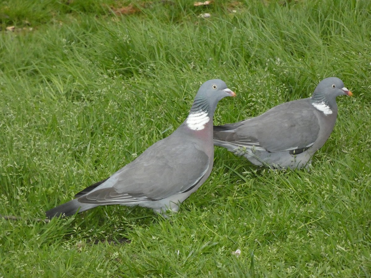 Common Wood-Pigeon (White-necked) - William Buswell