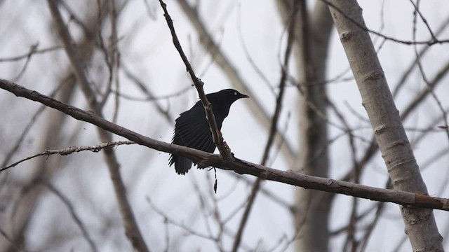 Rusty Blackbird - ML440110491