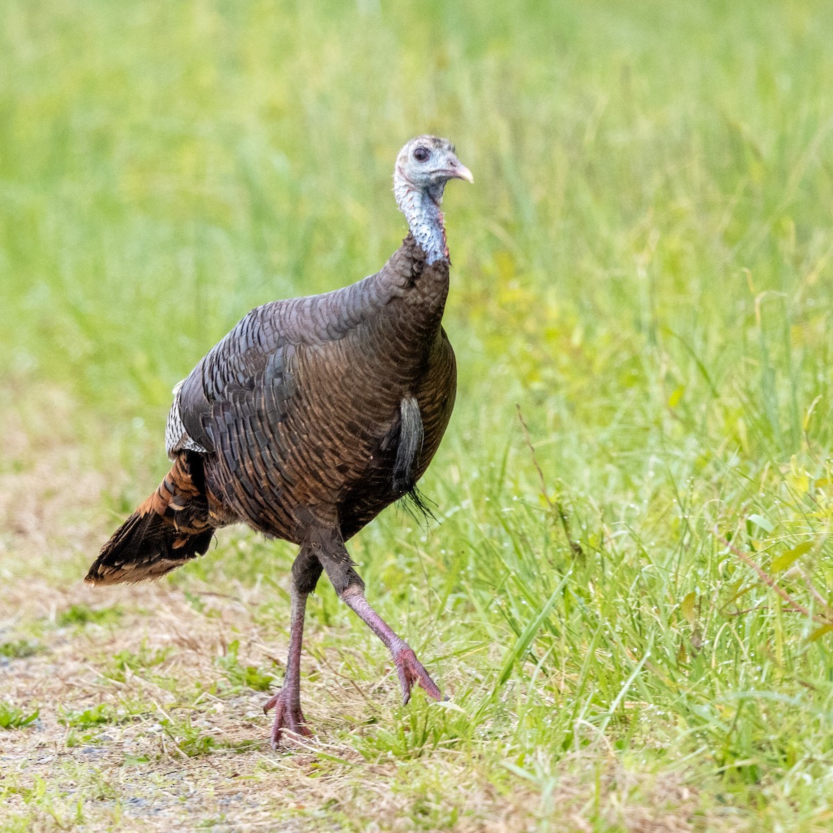 Wild Turkey - Steve McInnis