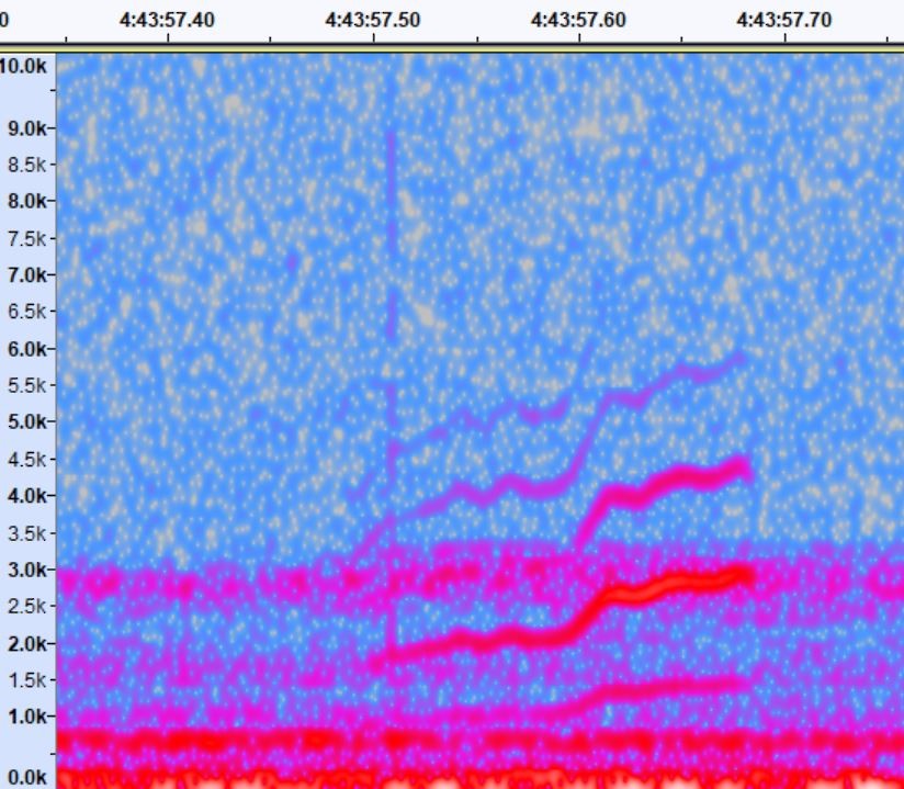 Polluela Sora - ML440112681