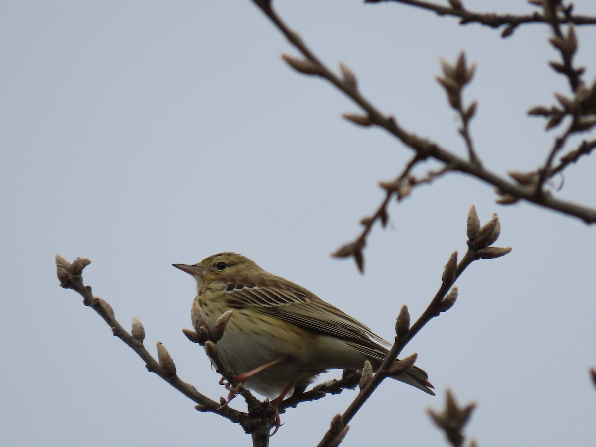 Tree Pipit - Luís Manuel Silva