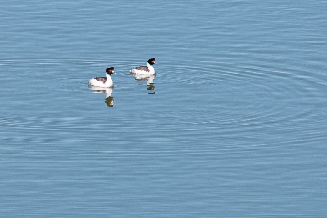 Hooded Grebe - ML440113141