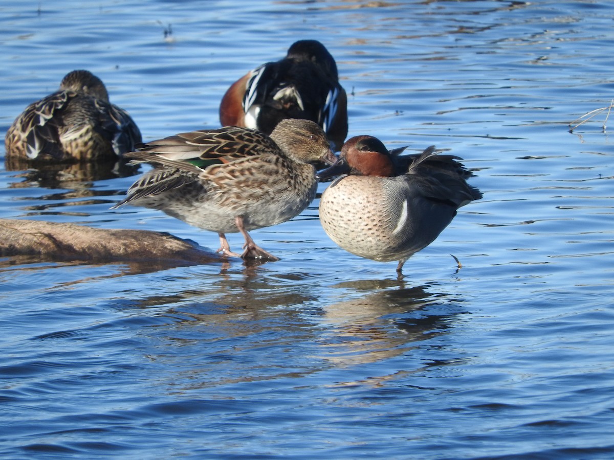 Green-winged Teal - ML44011351