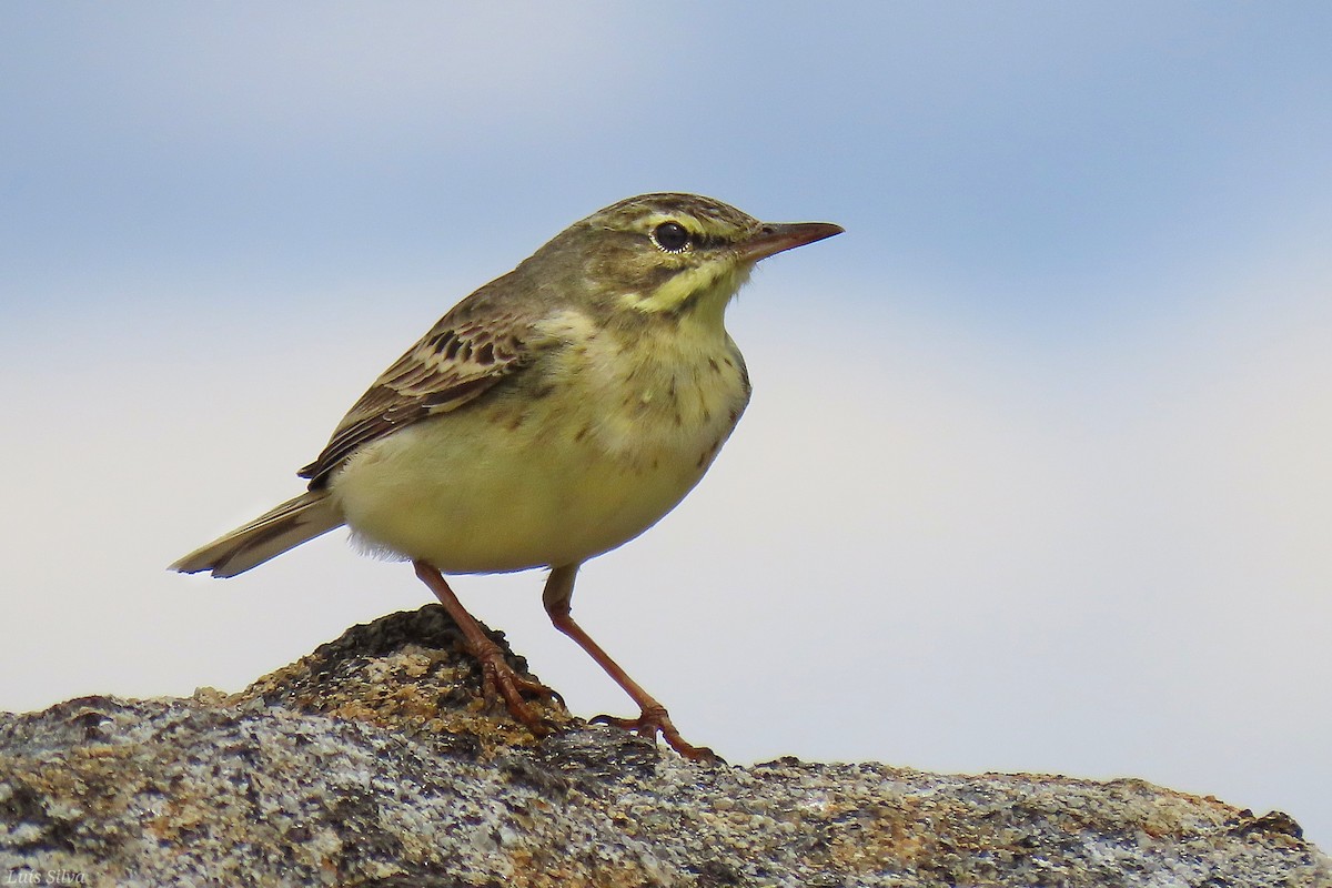 Tawny Pipit - ML440113781