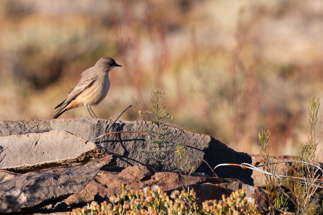 Cinnamon-bellied Ground-Tyrant - Patricia Mancilla Iglesias