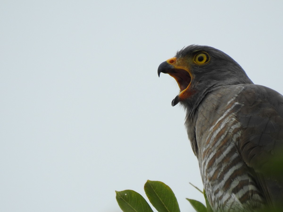 Roadside Hawk - Liliana Marcela Ospina Sánchez https://raicesprofundas.co/