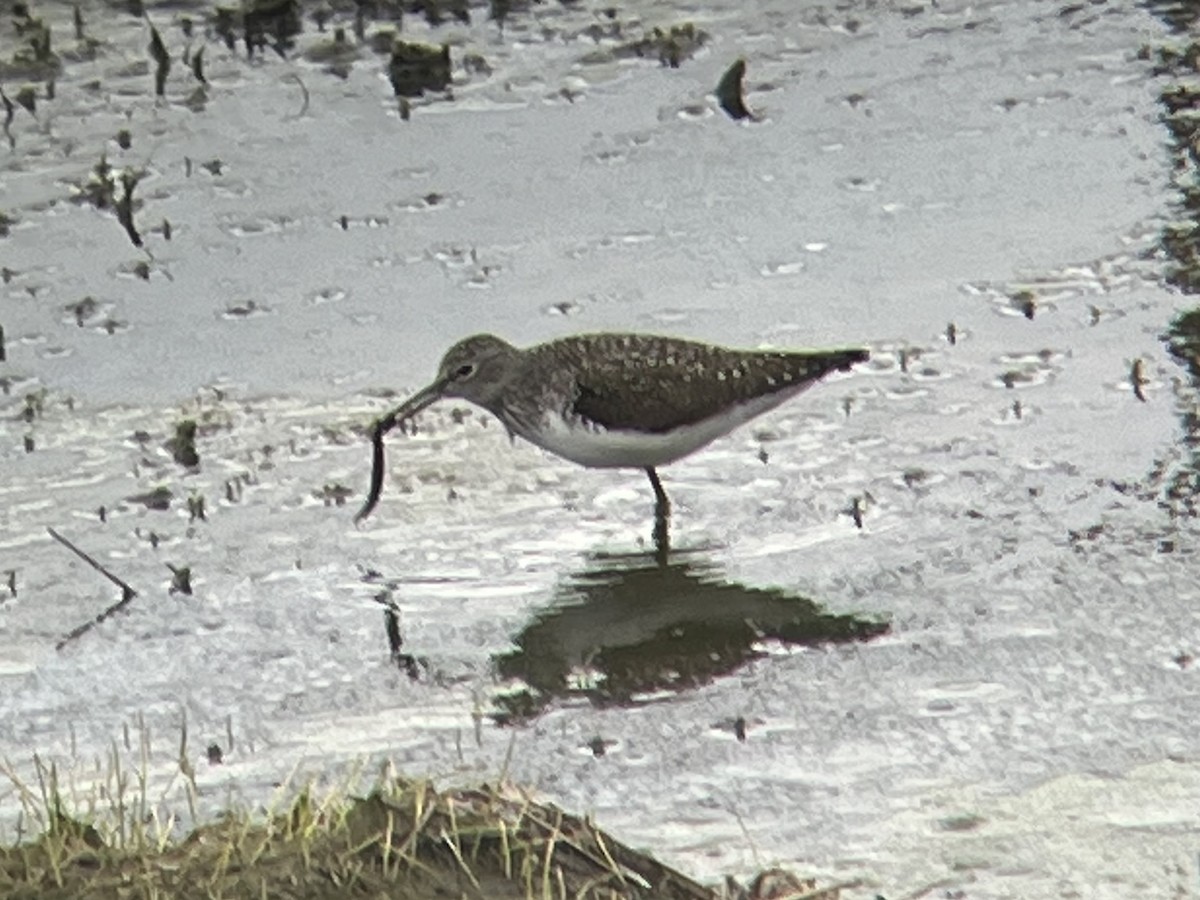 Solitary Sandpiper - ML440116211