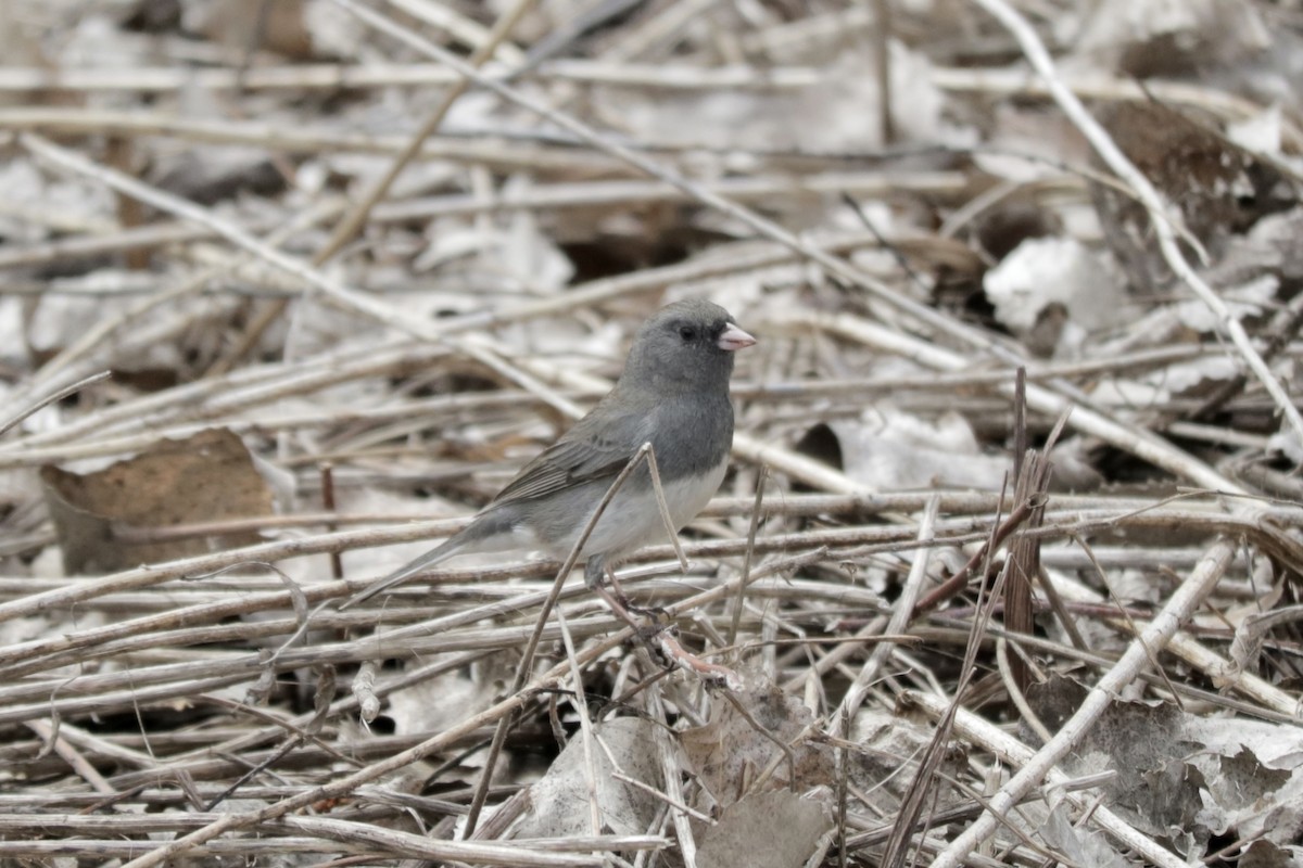 Junco Ojioscuro - ML440118911