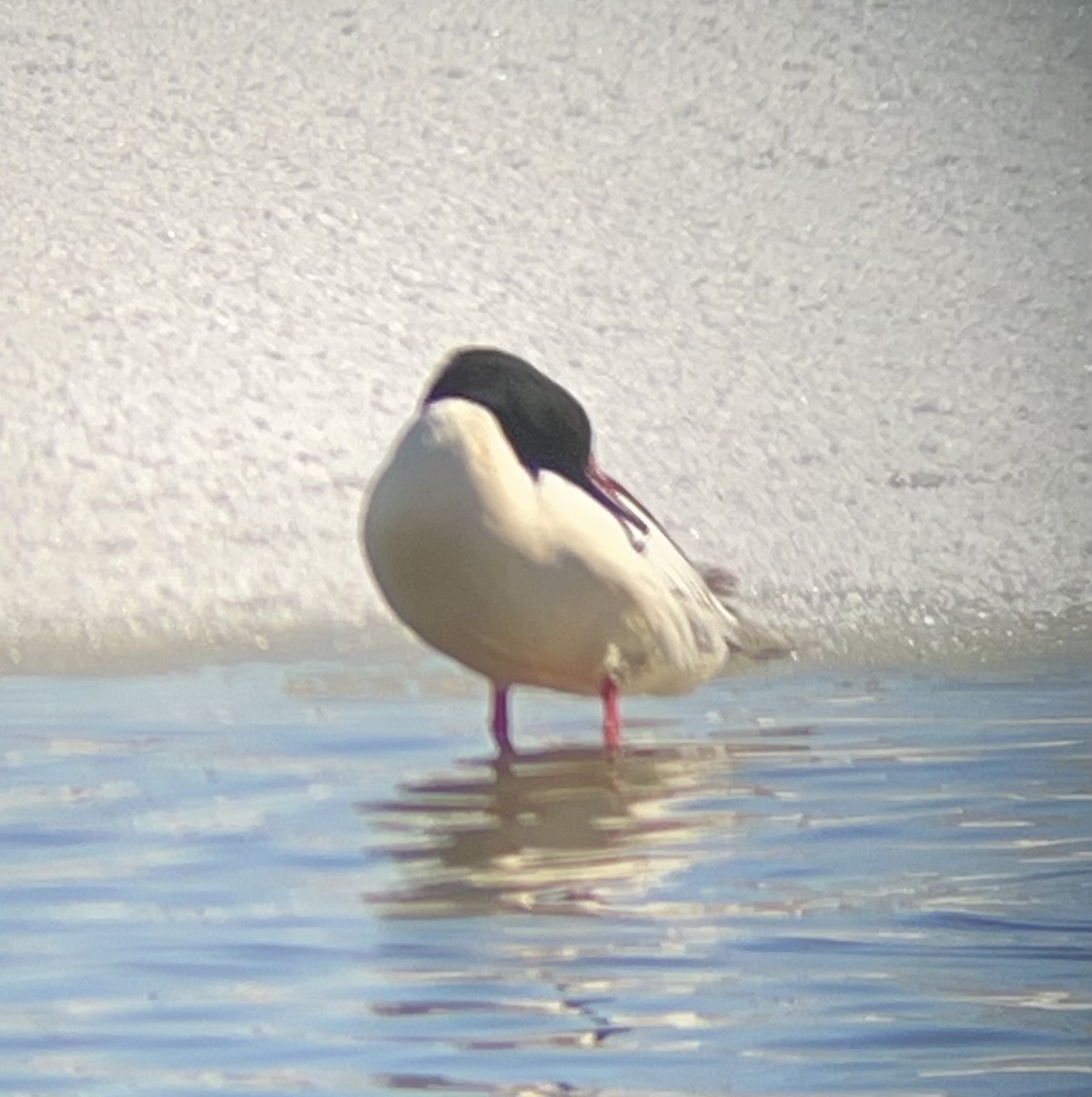 Common Merganser - ML440119301